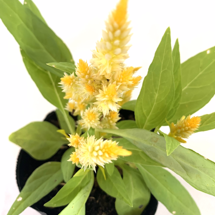 Celosia - Imagen 4
