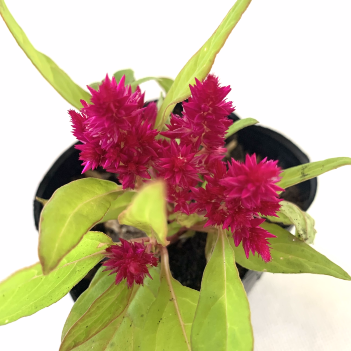 Celosia - Imagen 3