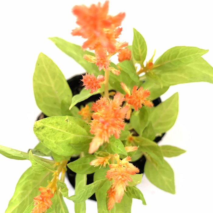 Celosia - Imagen 5