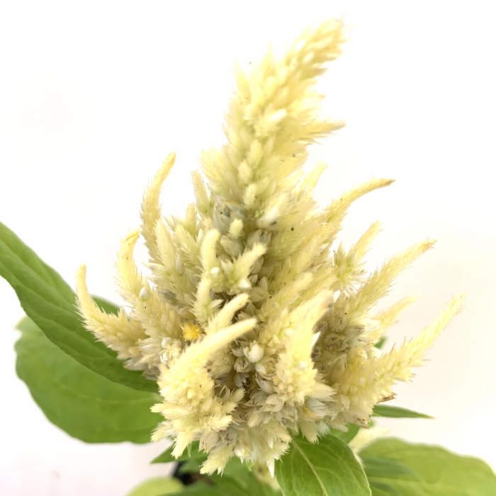Celosia - Imagen 2