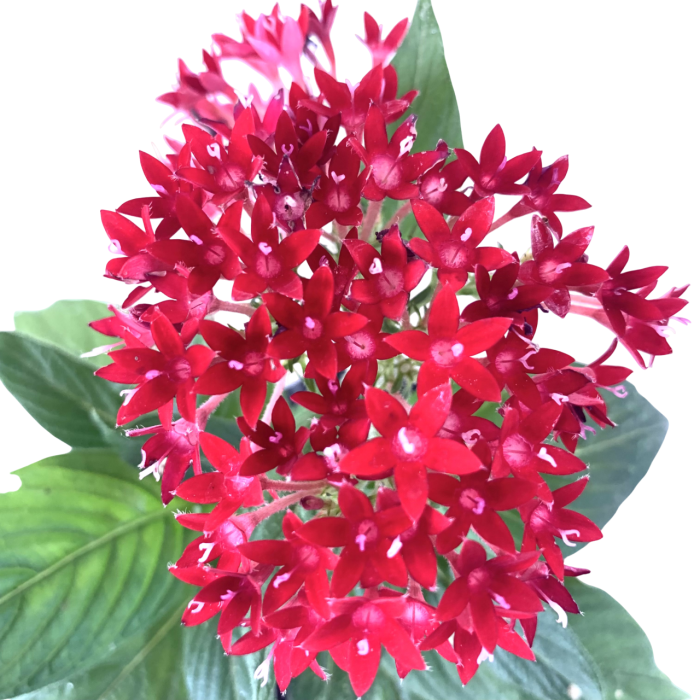 Pentas - Imagen 2
