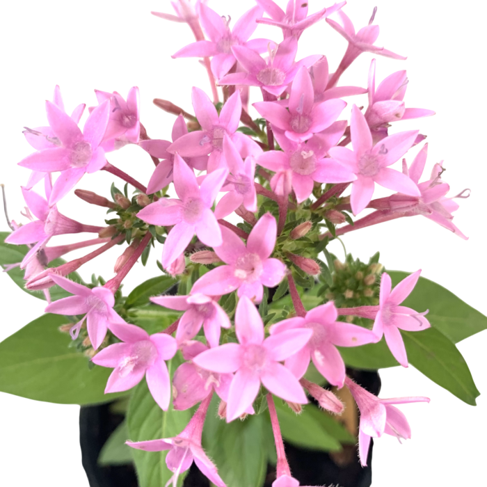 Pentas - Imagen 3