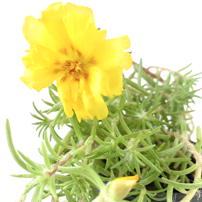 Portulaca - Imagen 2