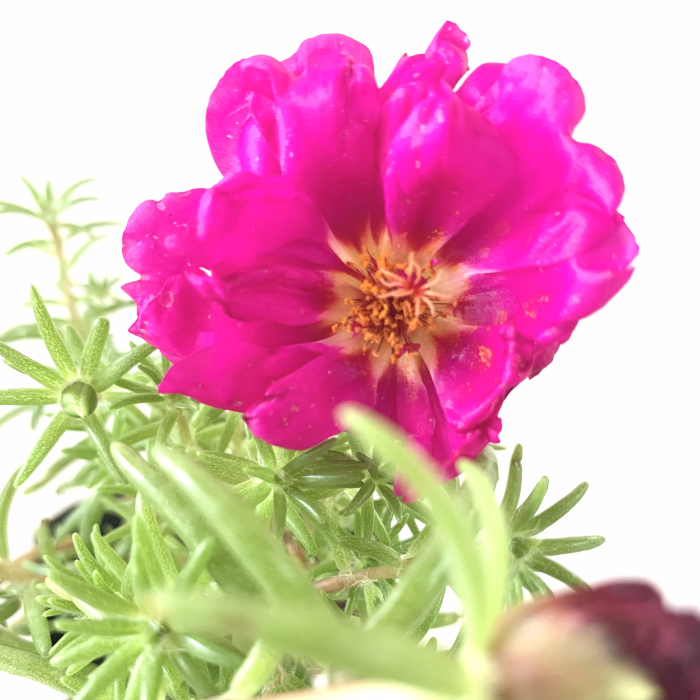 Portulaca - Imagen 3