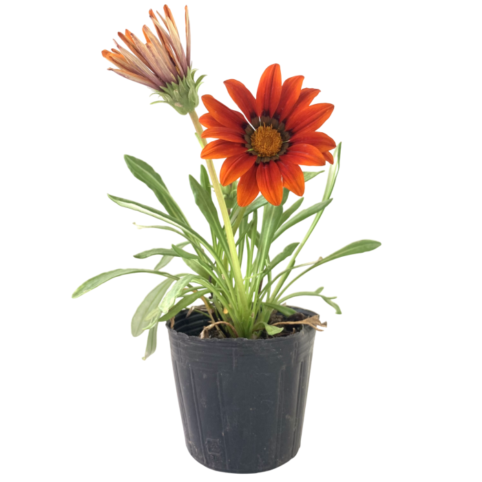 Gazania - Imagen 5