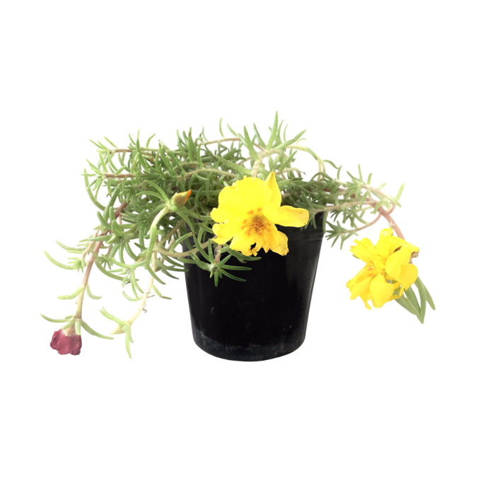 Portulaca