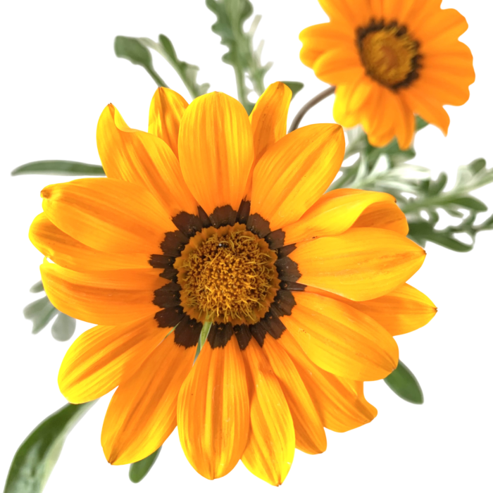 Gazania - Imagen 4