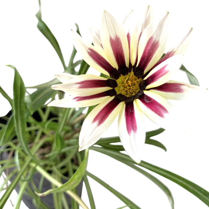 Gazania - Imagen 3