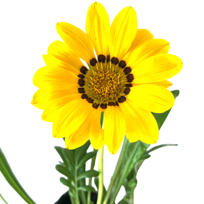 Gazania