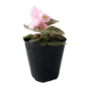 Flor de azúcar