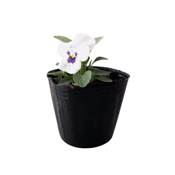Violas