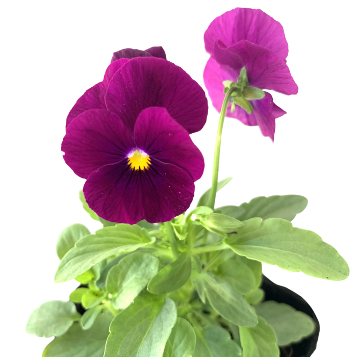 Violas - Imagen 4