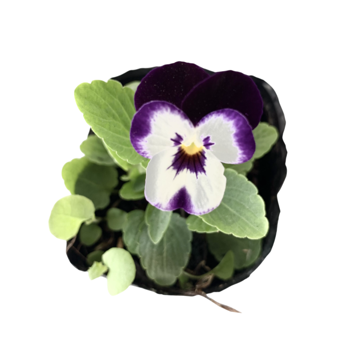 Violas - Imagen 3