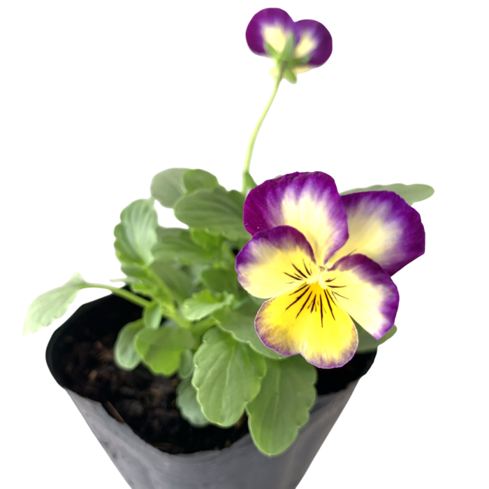 Violas - Imagen 2