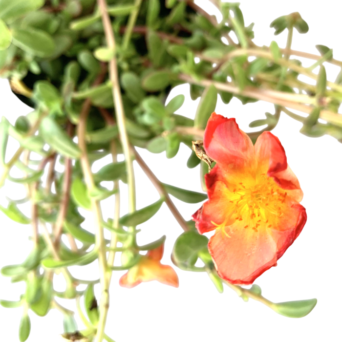 Reina del desierto variegada - Imagen 3