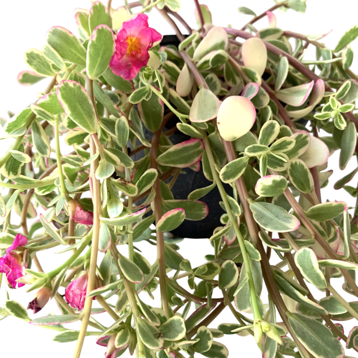 Reina del desierto variegada