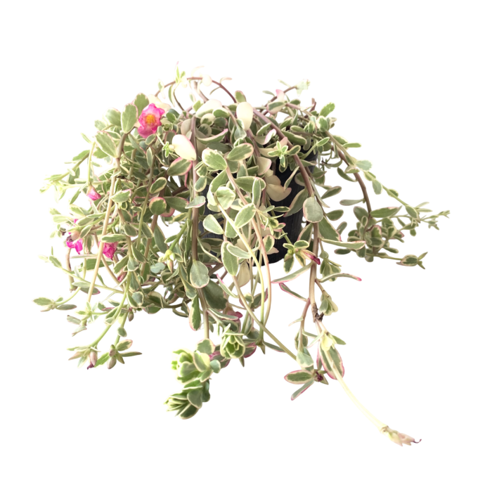 Reina del desierto variegada - Imagen 2