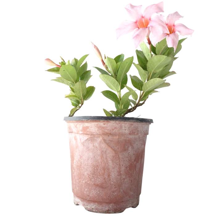 Dipladenia - Imagen 5