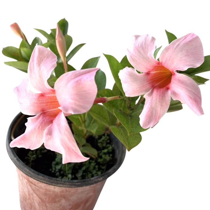 Dipladenia - Imagen 2