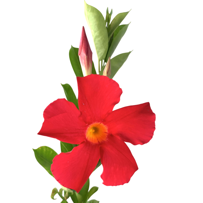 Dipladenia - Imagen 3