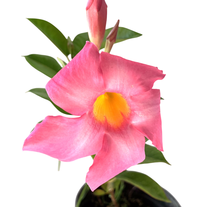 Dipladenia - Imagen 4