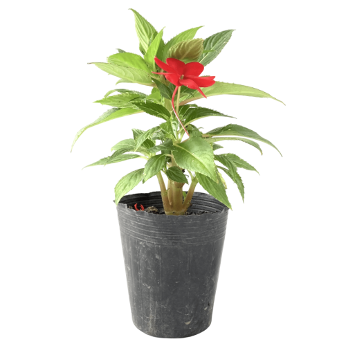 Alegría de guinea