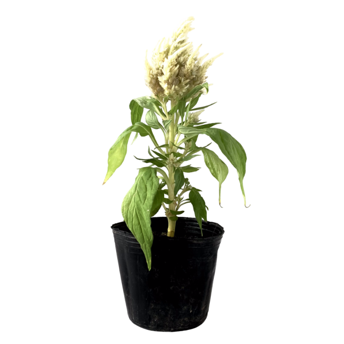 Celosia