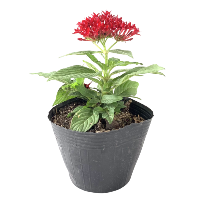 Pentas