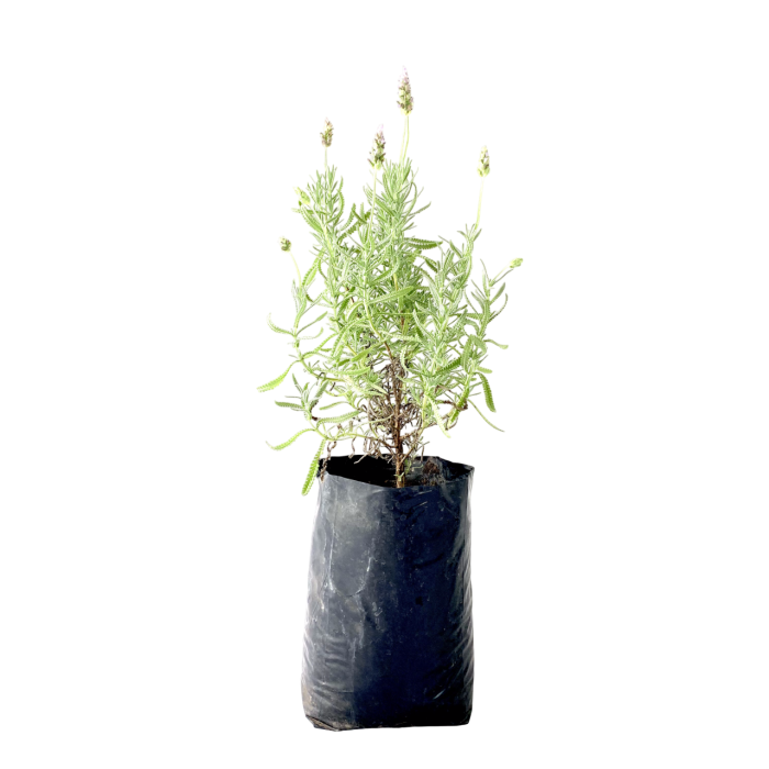 Lavanda - Imagen 3