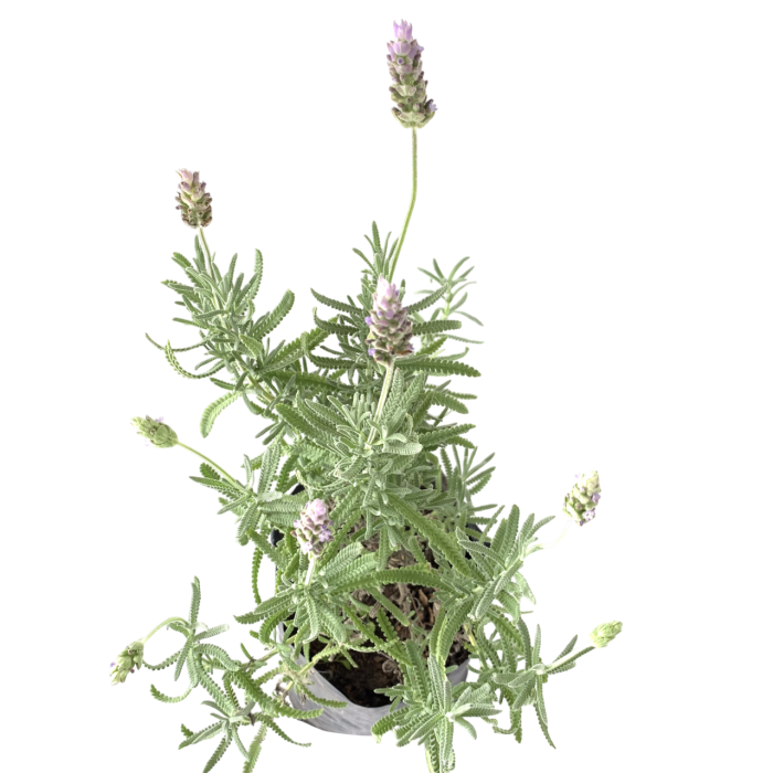 Lavanda