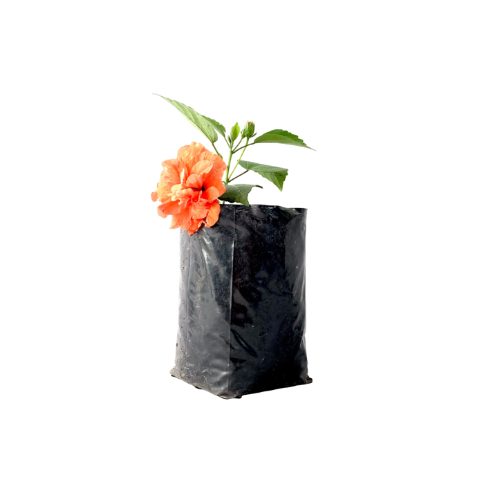 Hibisco