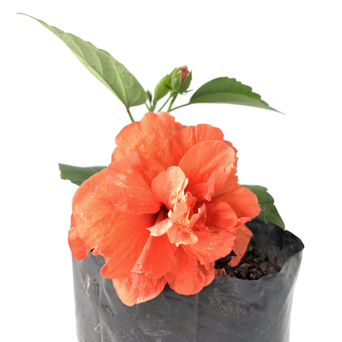 Hibisco - Imagen 2