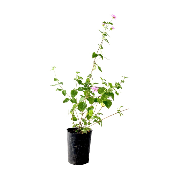 Lantana