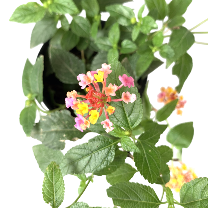 Lantana - Imagen 3