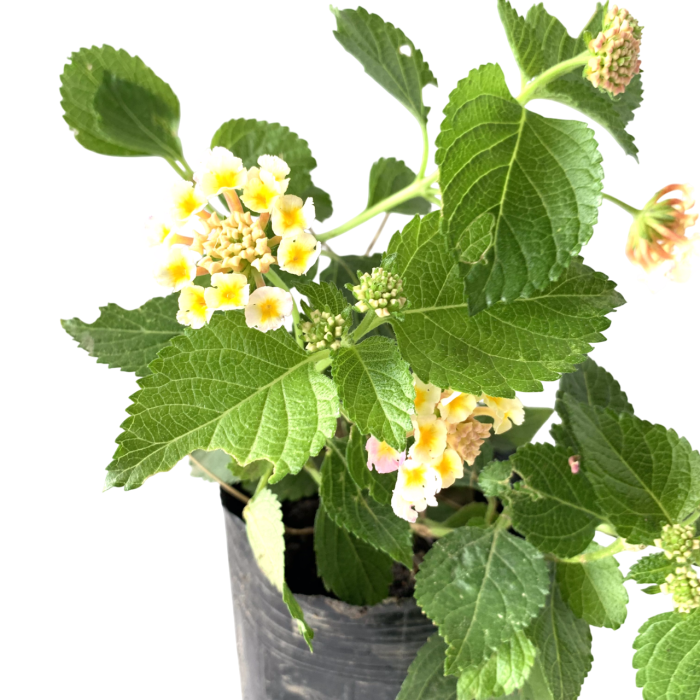 Lantana - Imagen 2