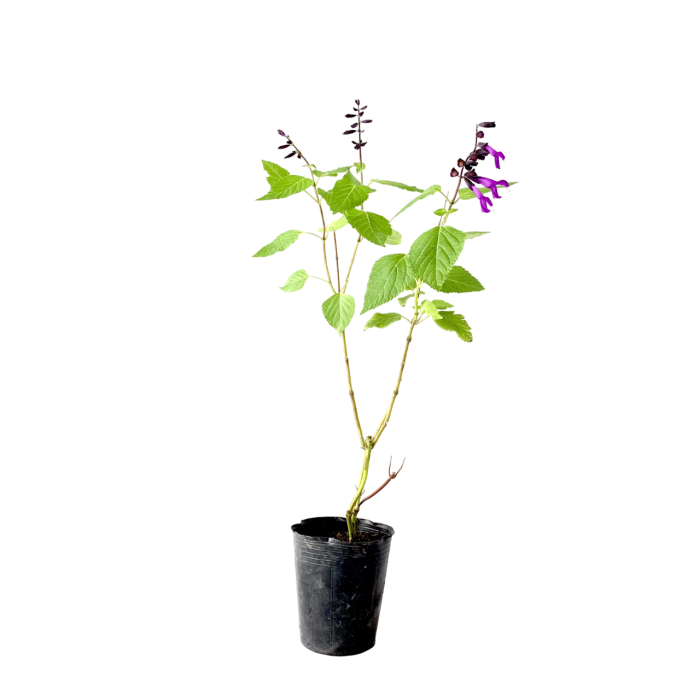 Salvia guaranítica