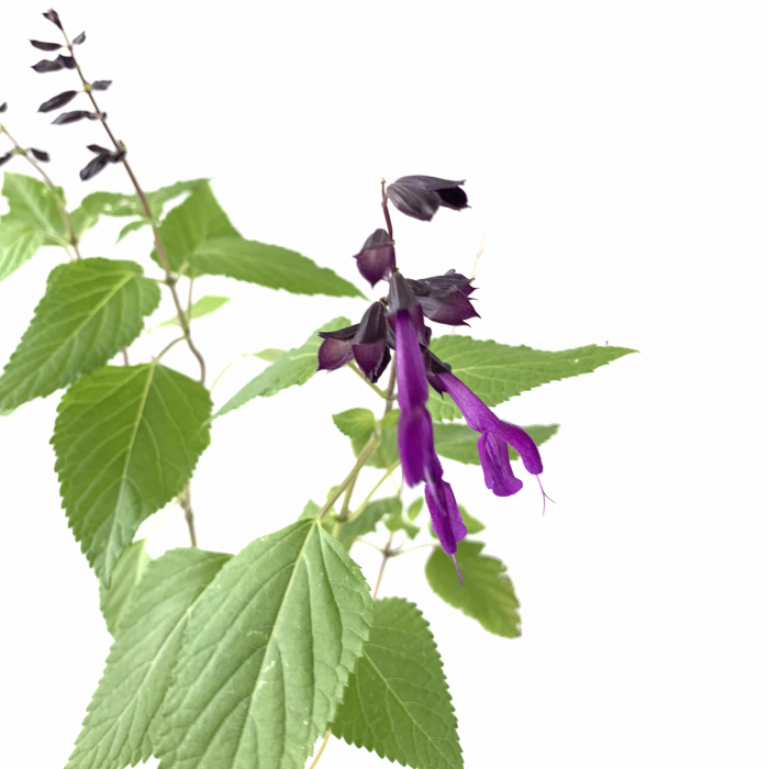 Salvia guaranítica - Imagen 3
