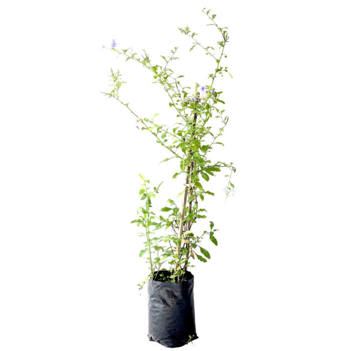 Plumbago azul