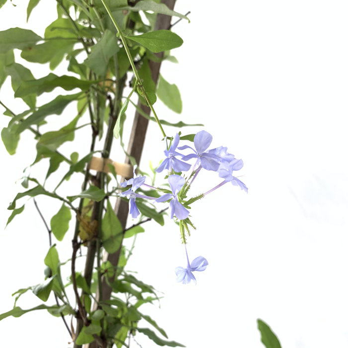 Plumbago azul - Imagen 2