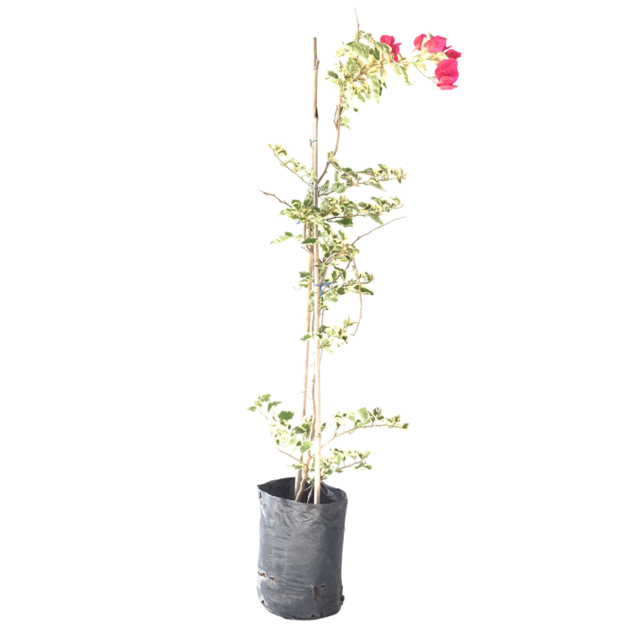 Santa Rita variegada