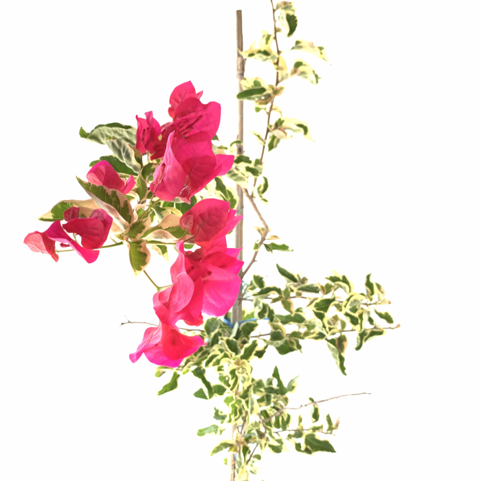 Santa Rita variegada - Imagen 2