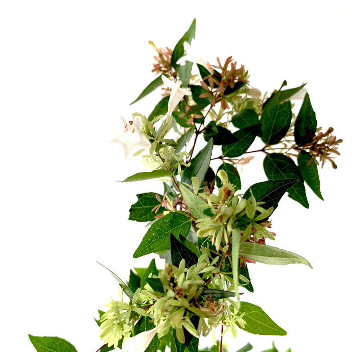 Abelia - Imagen 2