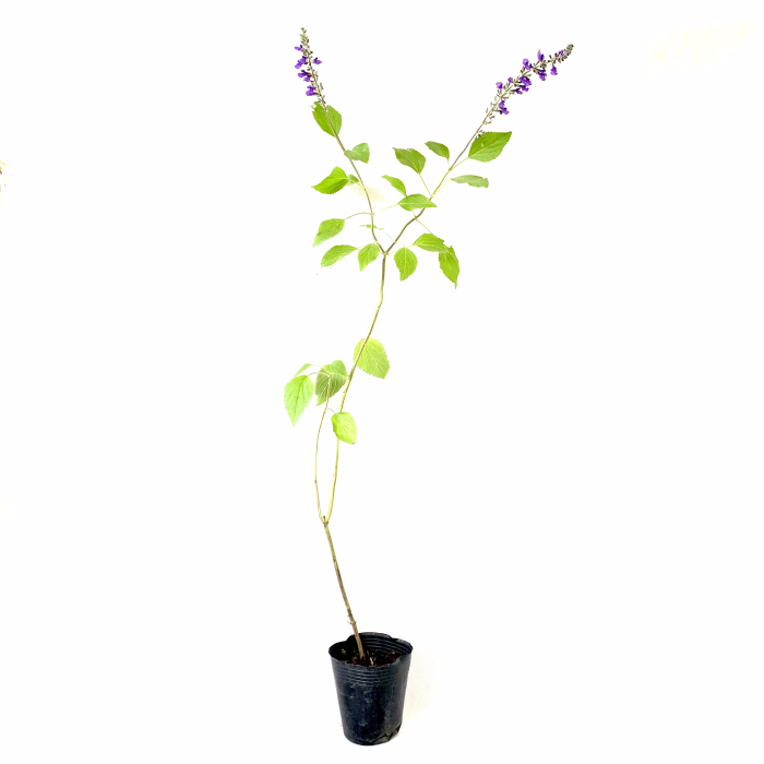 Salvia indigo blue - Imagen 3