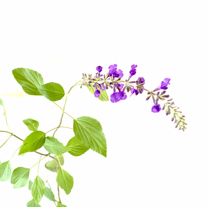 Salvia indigo blue - Imagen 2
