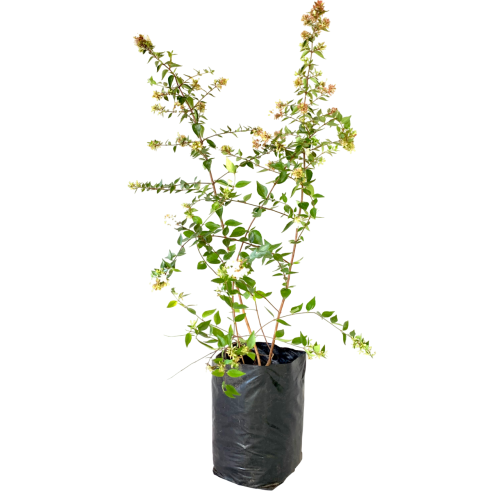 Abelia