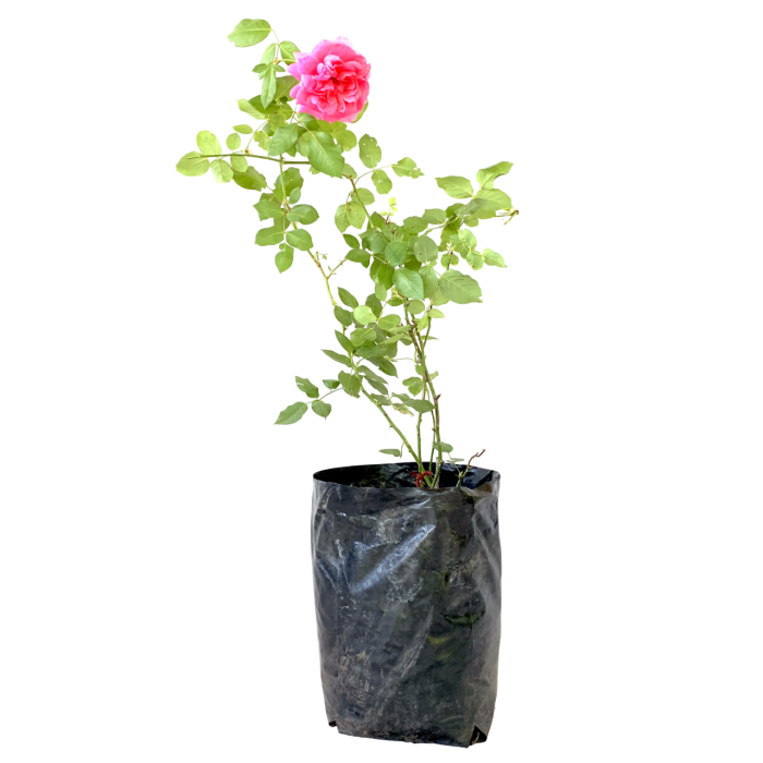 Rosal
