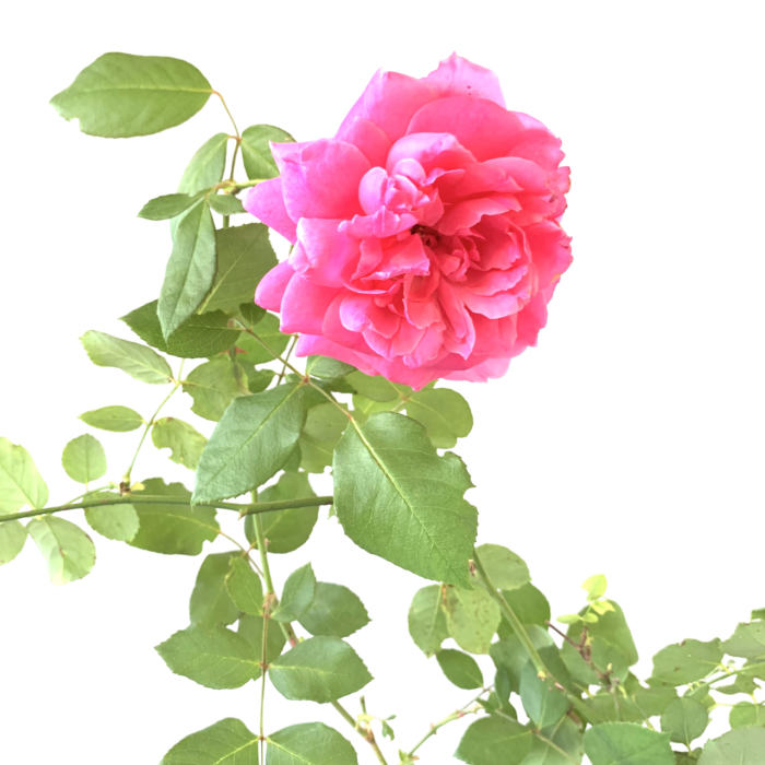 Rosal - Imagen 2