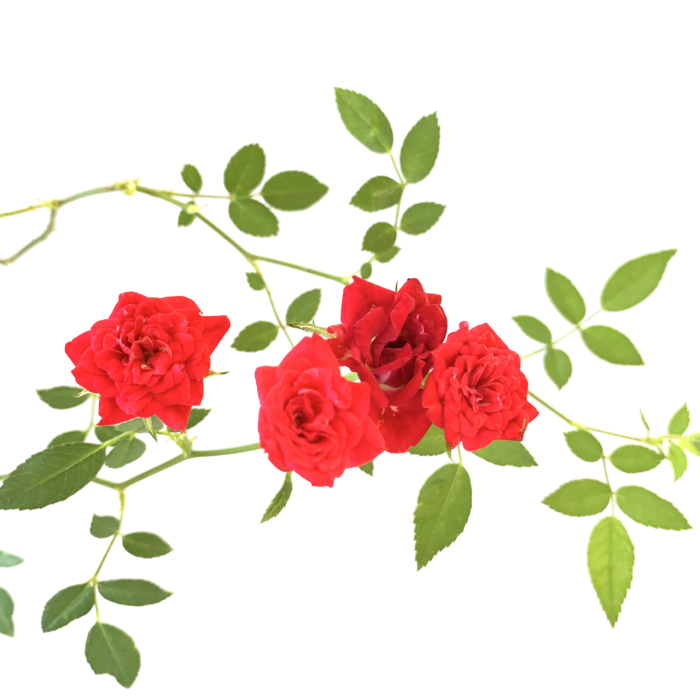 Rosal - Imagen 4