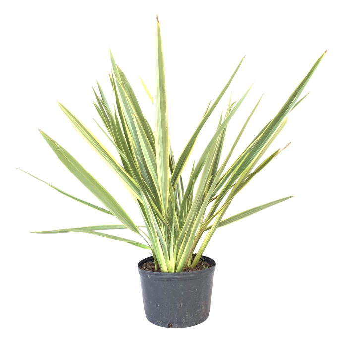 Formio variegado - Imagen 3