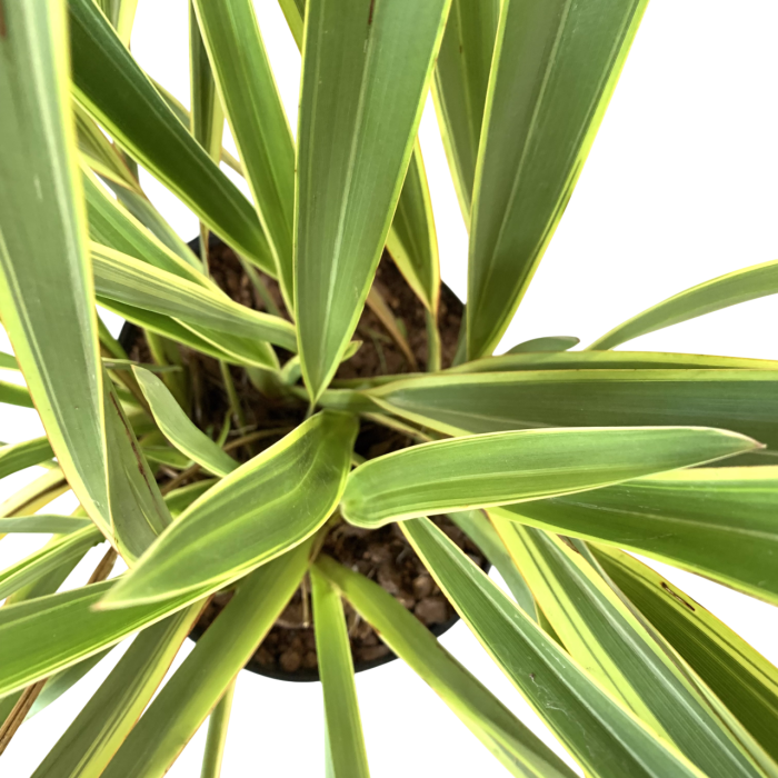 Formio variegado - Imagen 2